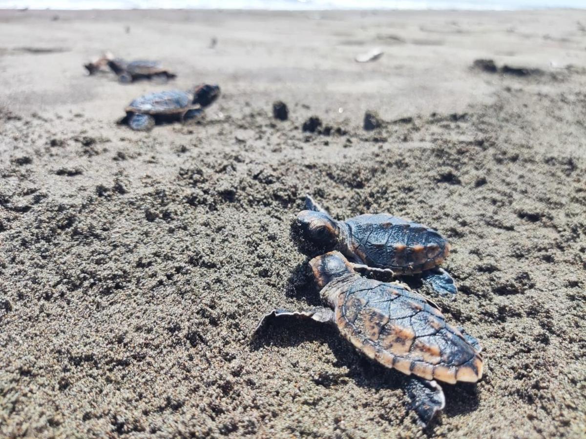 El Deseo Serendipity Tortuguero Kültér fotó