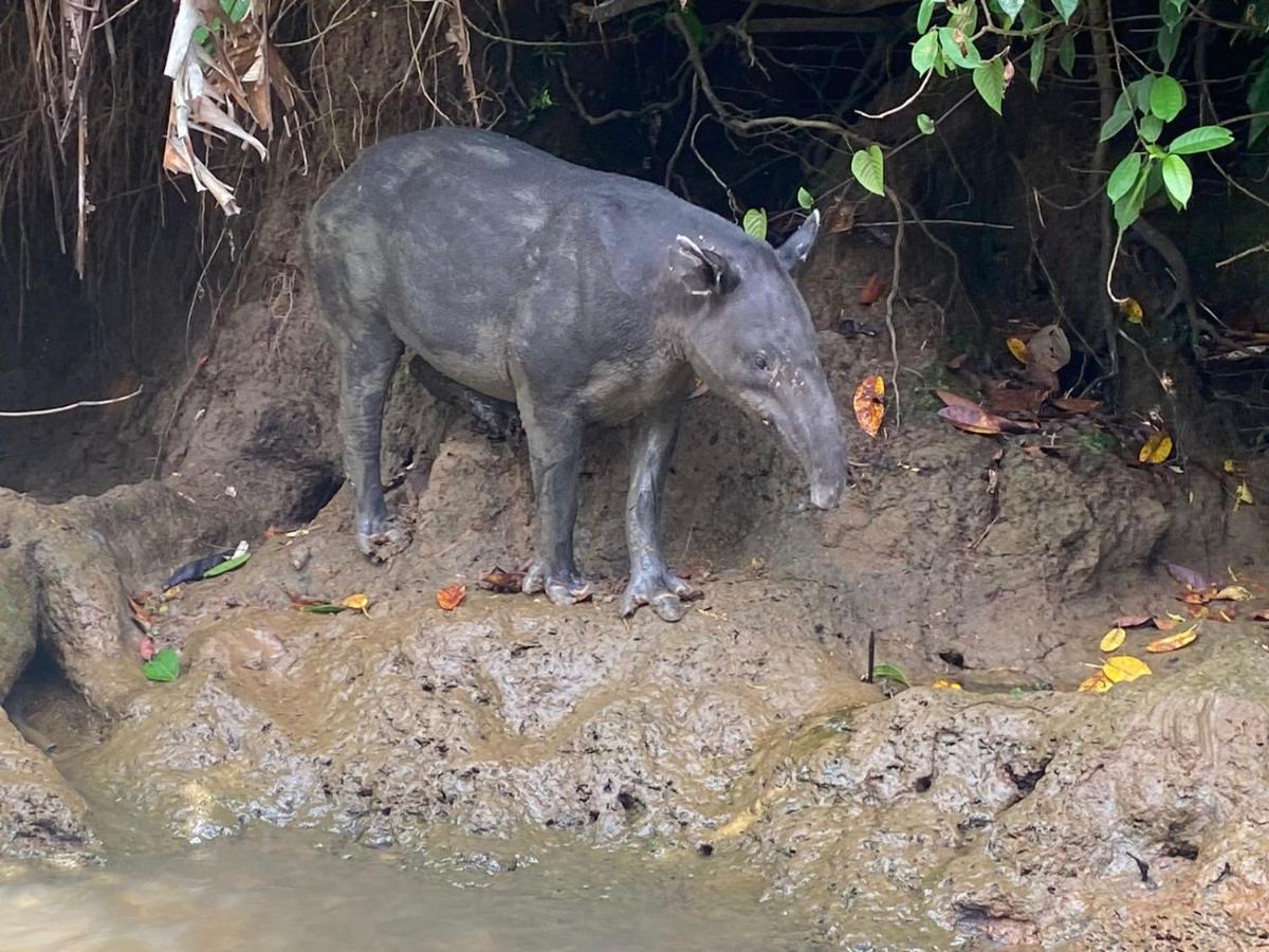 El Deseo Serendipity Tortuguero Kültér fotó
