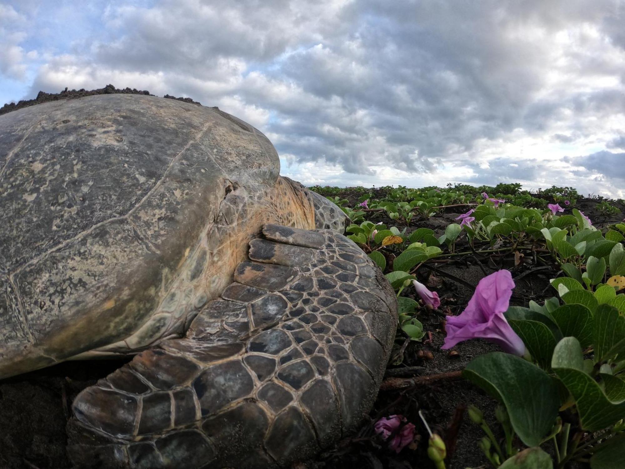 El Deseo Serendipity Tortuguero Kültér fotó