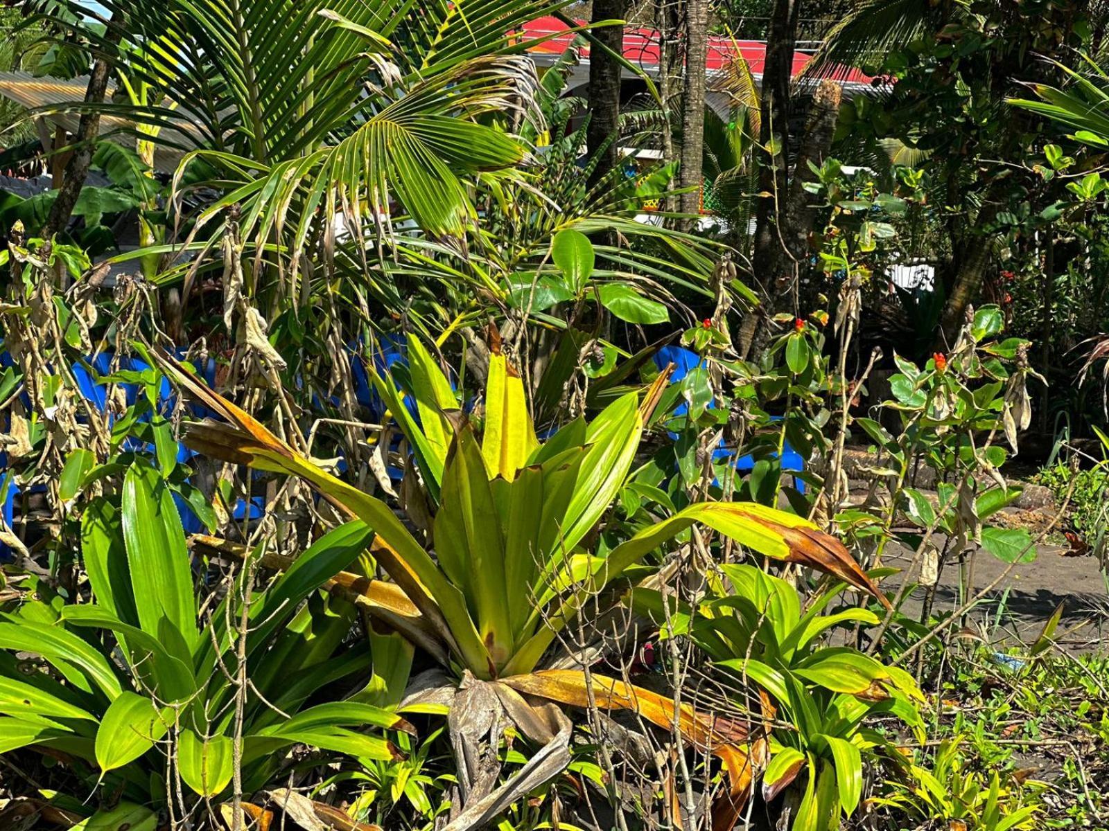 El Deseo Serendipity Tortuguero Kültér fotó